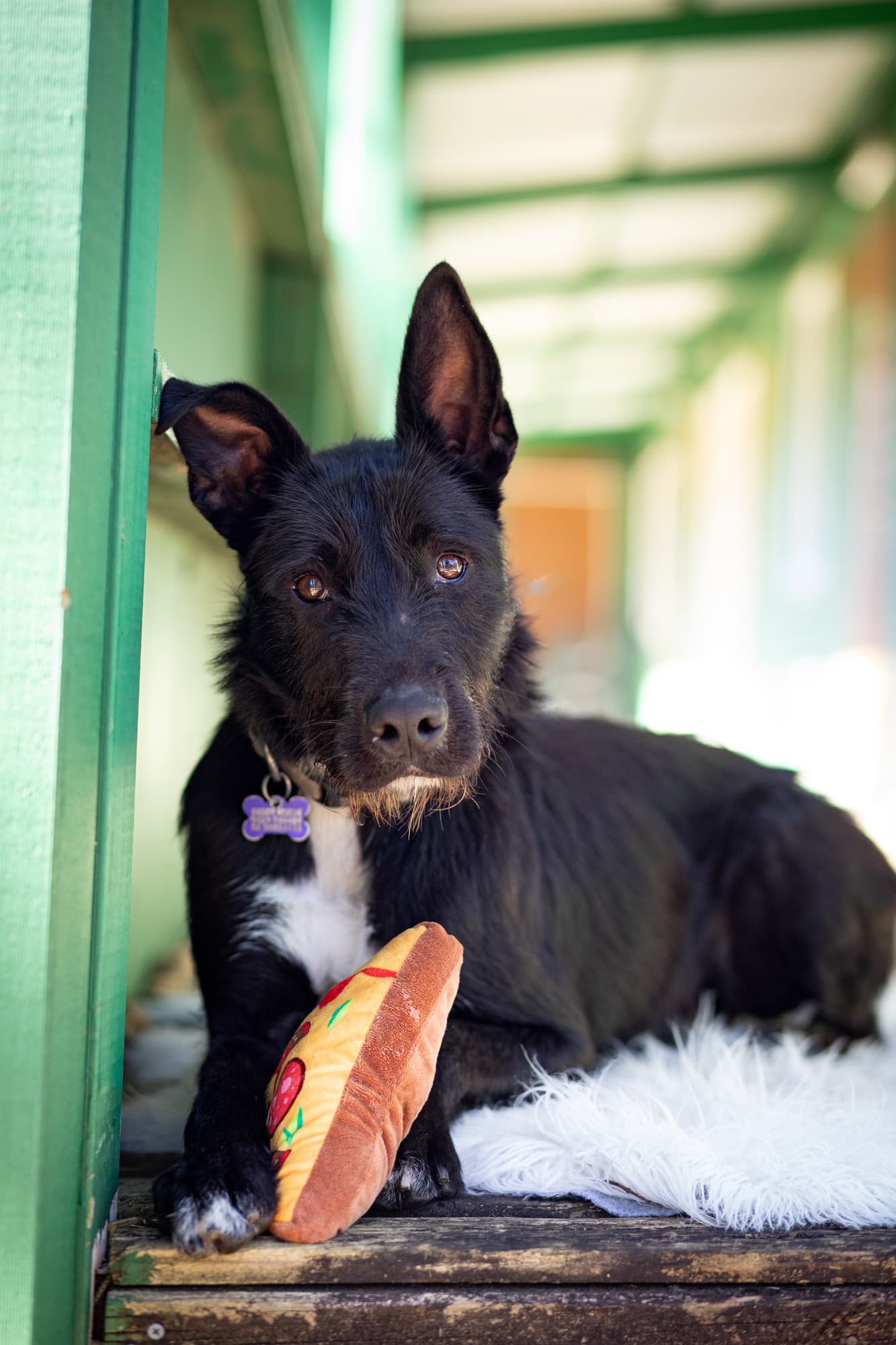 Lando - Kelpie X Wolfhound available for adoption in Sydney