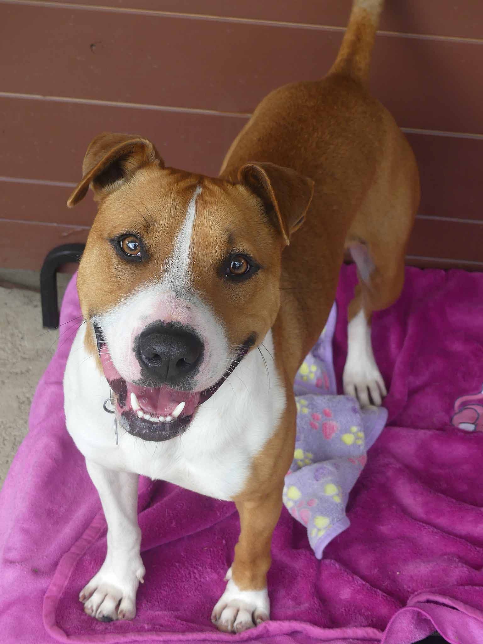 Coral - Staffy X available for adoption in Sydney