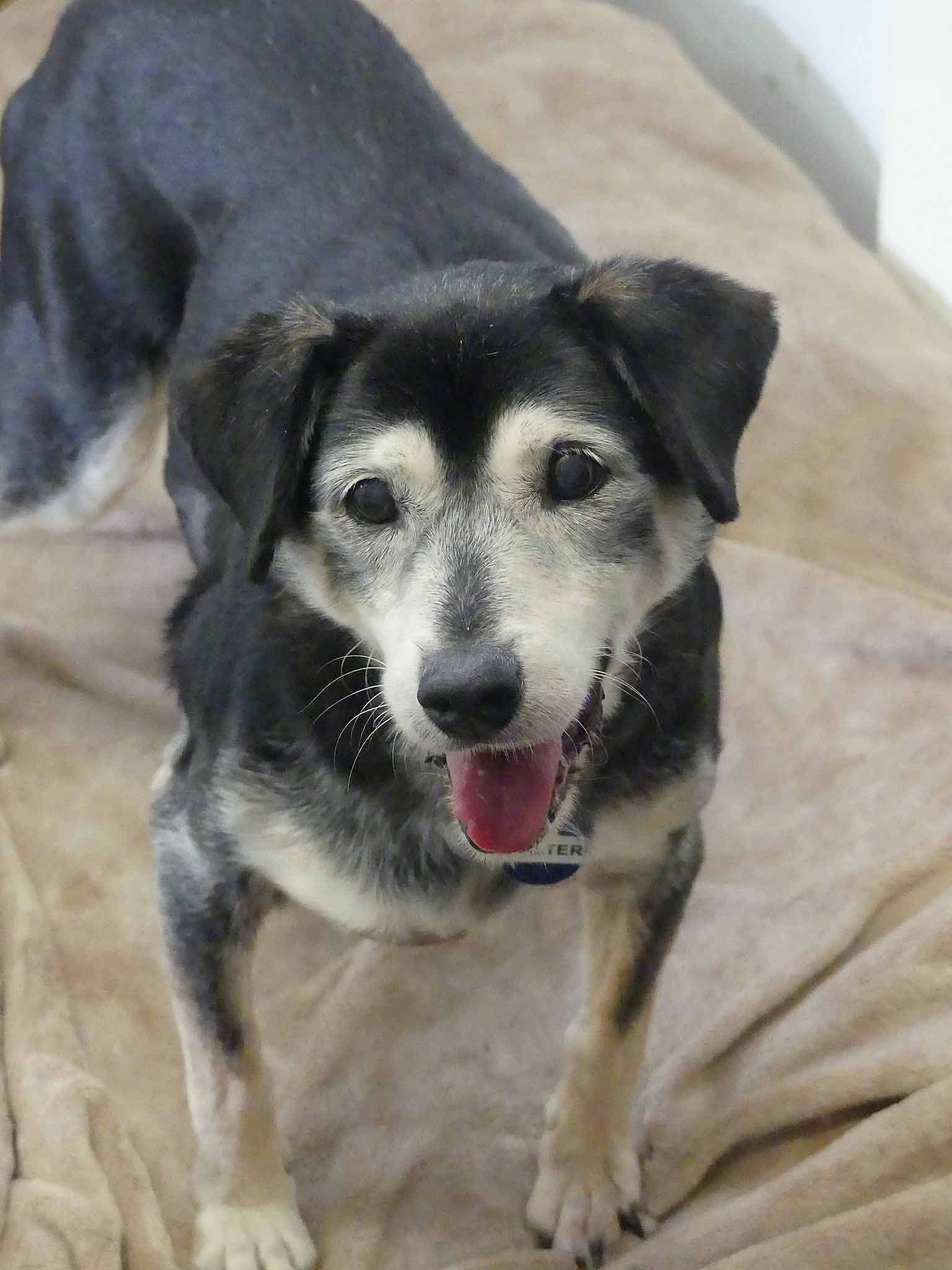 Walter - Fox Terrier X Kelpie available for adoption at Monika's Doggie Rescue in Sydney