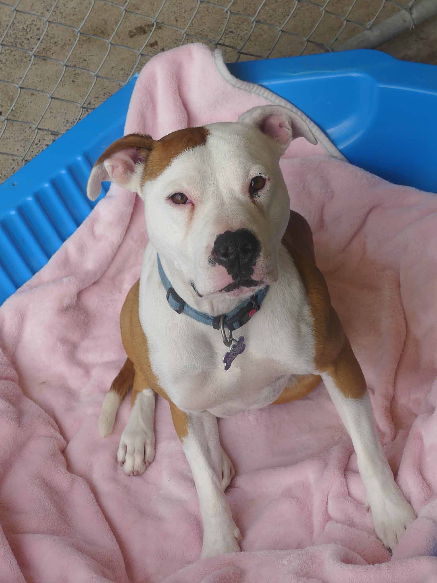 Asher - Staffy X available for adoption in Sydney