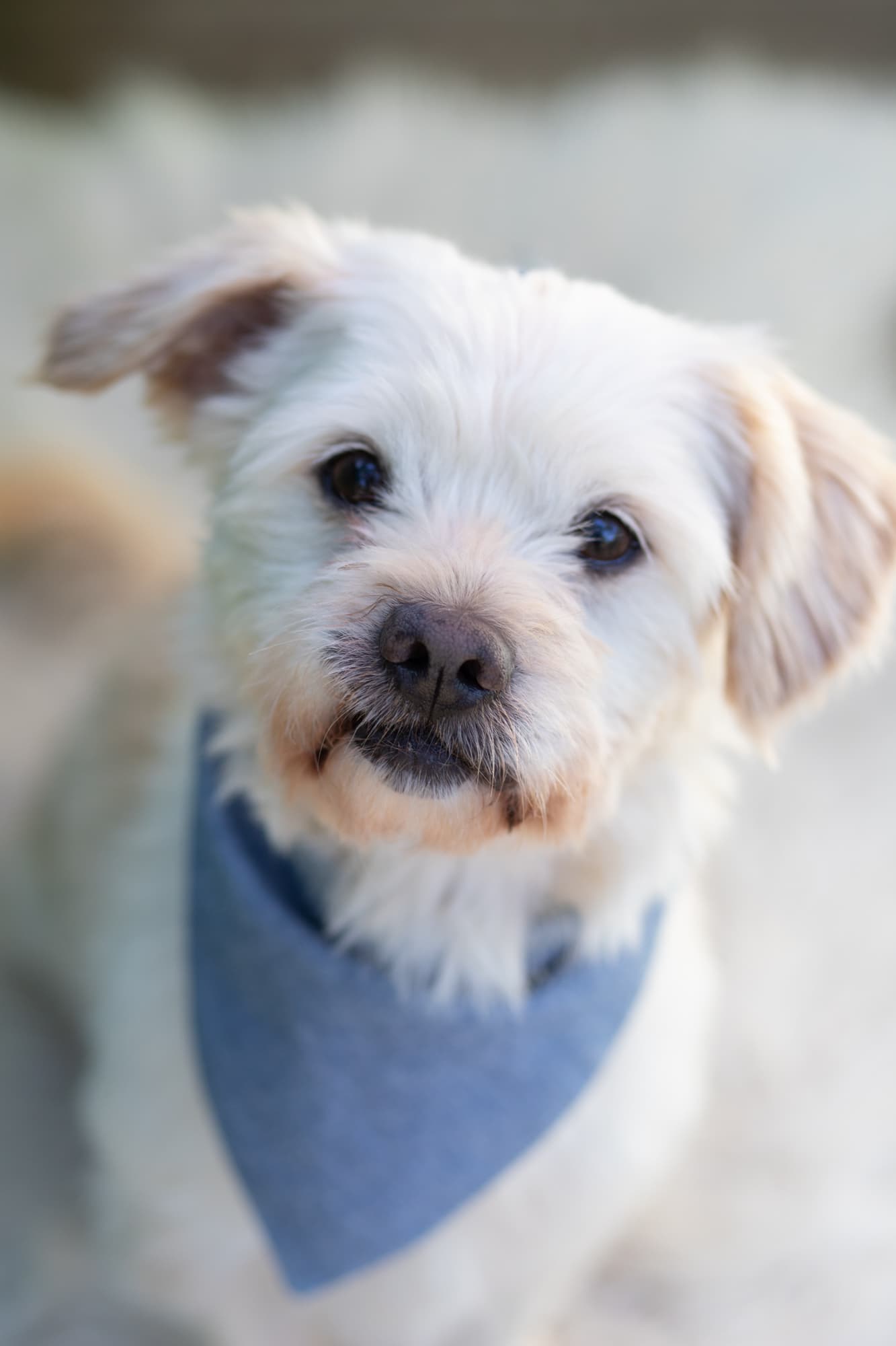 Cheeky - Maltese X Shih Tzu available for adoption in Sydney