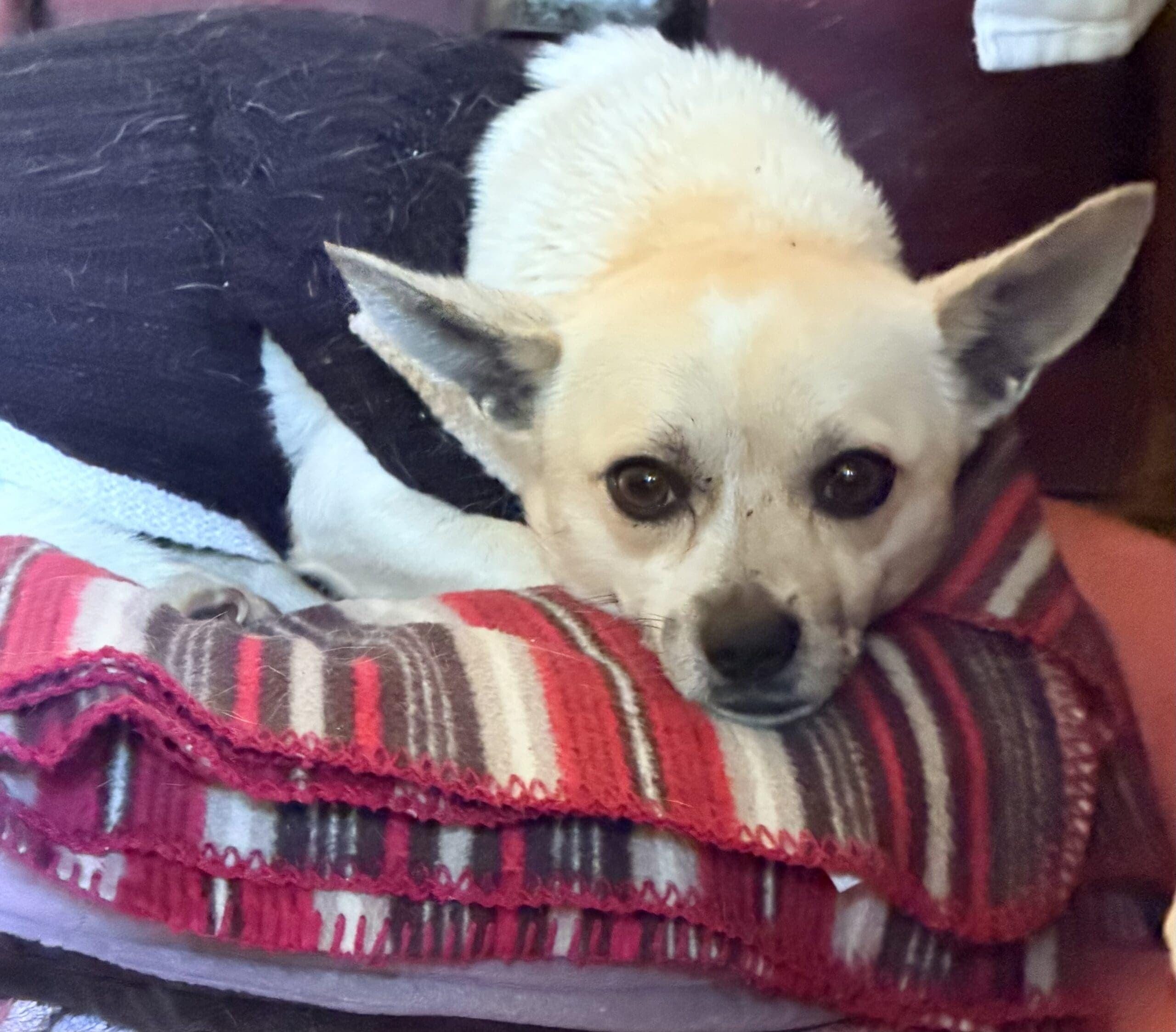 Casper - Chihuahua X Jack Russell Terrier available for adoption at Monika's Doggie Rescue in Sydney