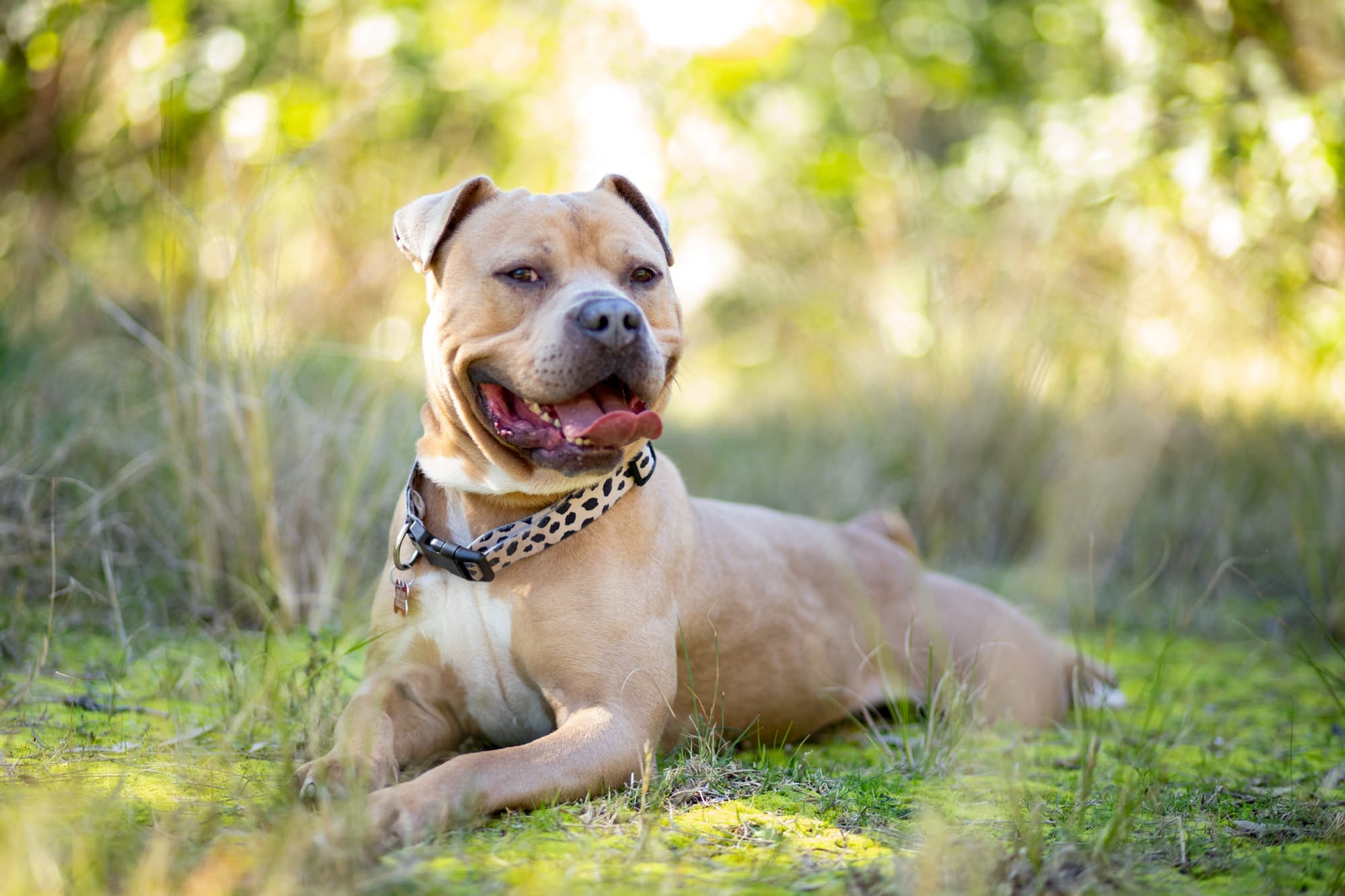 Arnie - American Staffy X available for adoption in Sydney