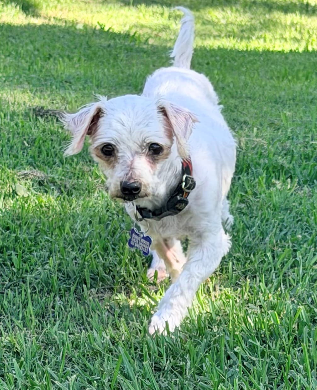 Betty - Maltese X available for adoption in Sydney