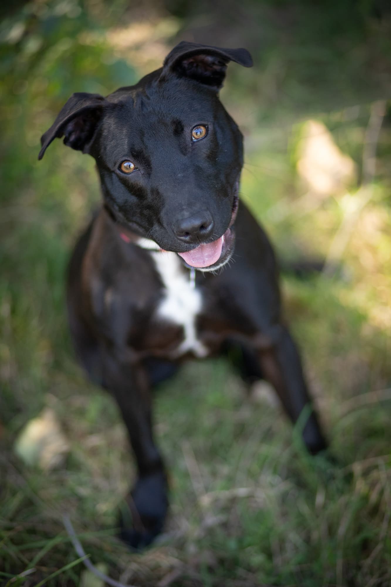 Franklin - Staffy X available for adoption in Sydney