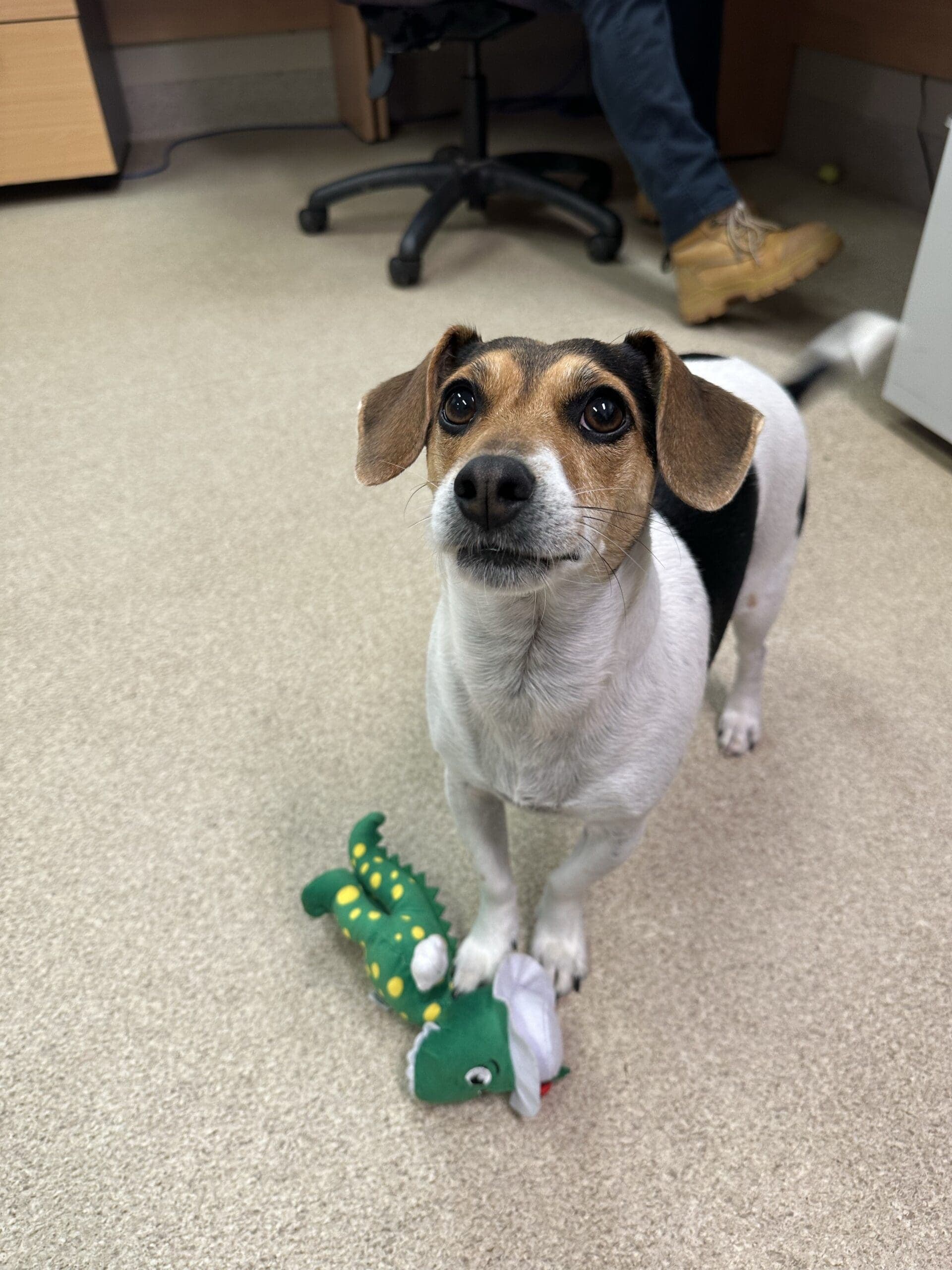 Milo - Jack Russell Terrier X Miniature Fox Terrier available for adoption at Monika's Doggie Rescue in Sydney