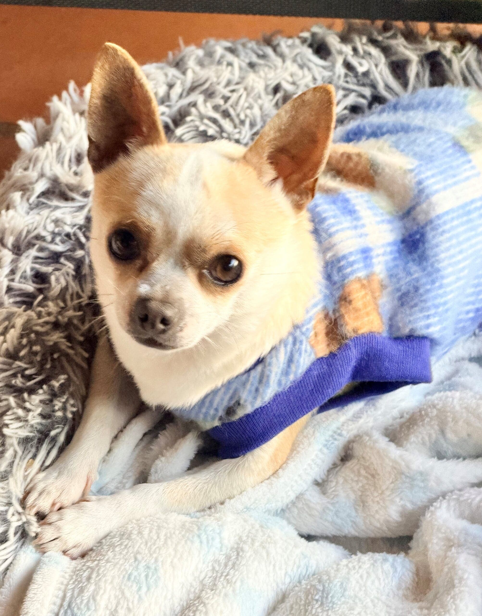 Pepito - Chihuahua X available for adoption at Monika's Doggie Rescue in Sydney