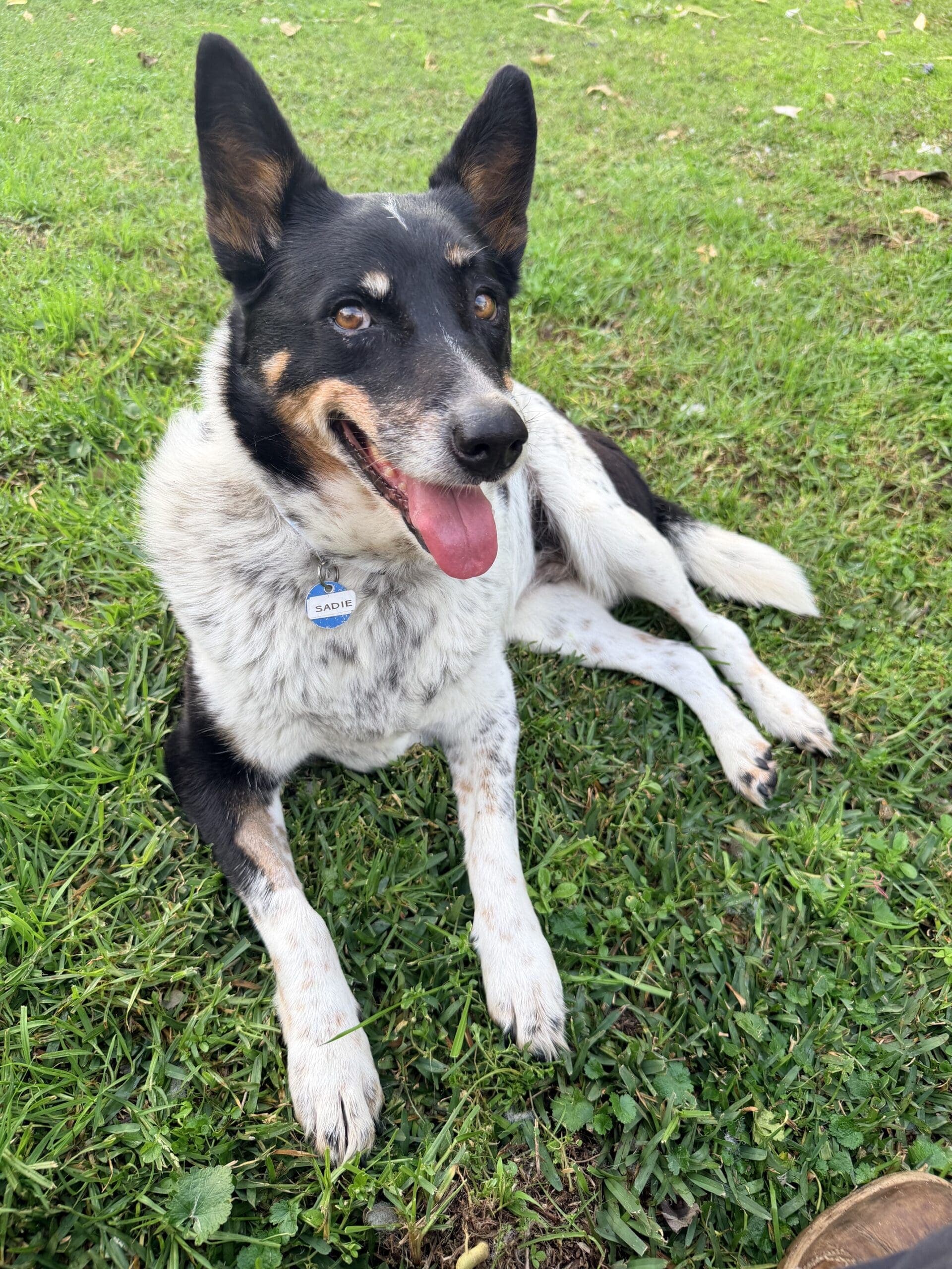 Sadie - Cattle Dog X Kelpie available for adoption at Monika's Doggie Rescue in Sydney