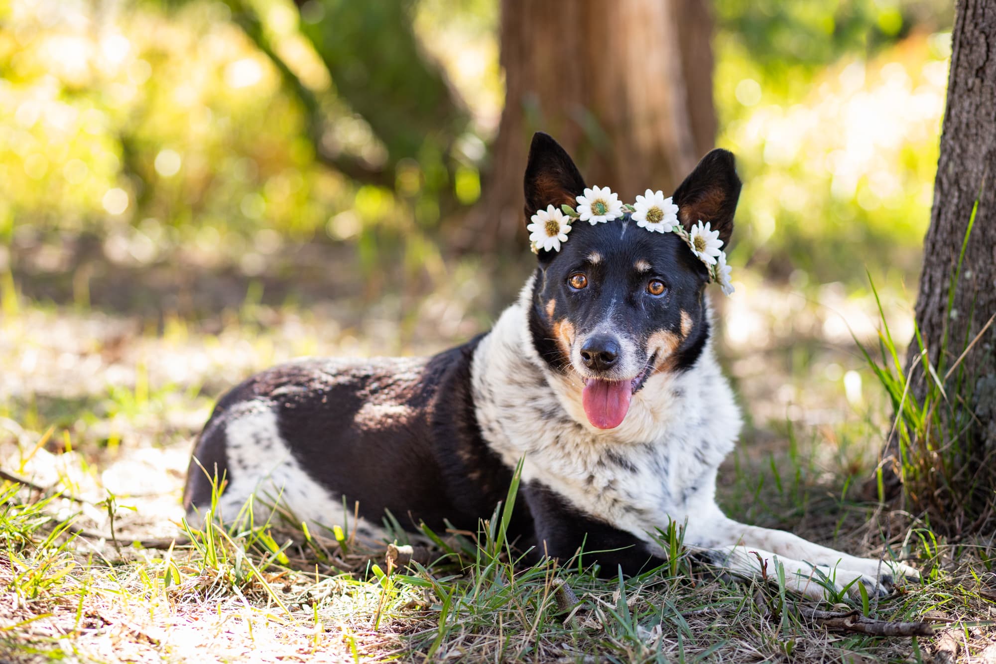 Sadie - Cattle Dog X Kelpie available for adoption in Sydney