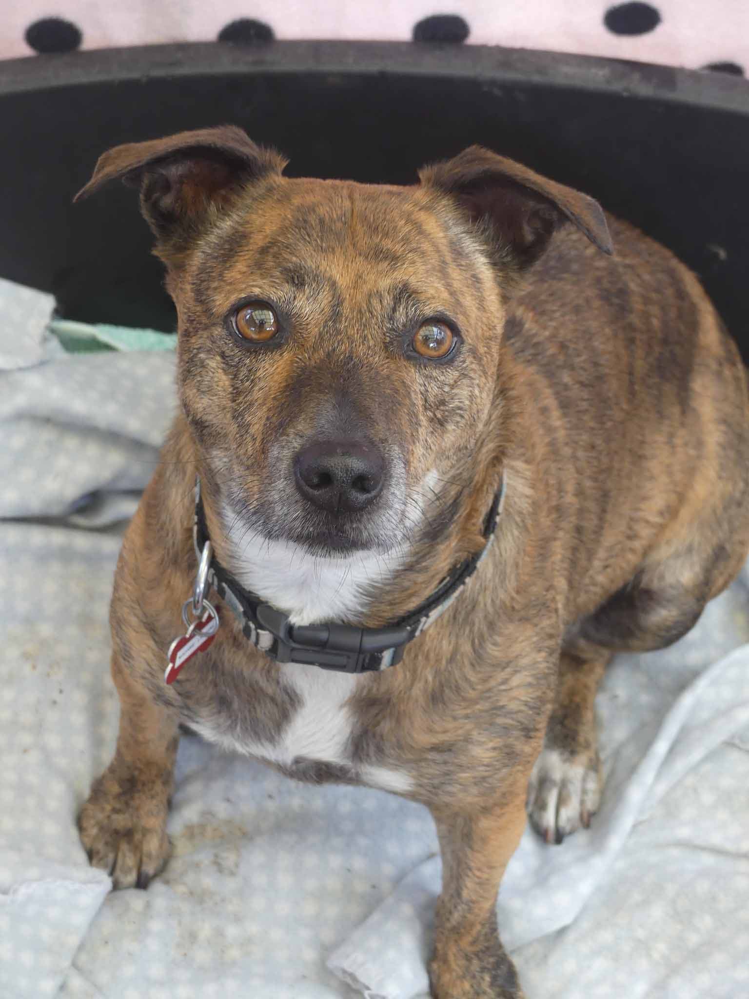 Lassie (Mrs Lasagne) - Jack Russell Terrier X Staffy available for adoption at Monika's Doggie Rescue in Sydney