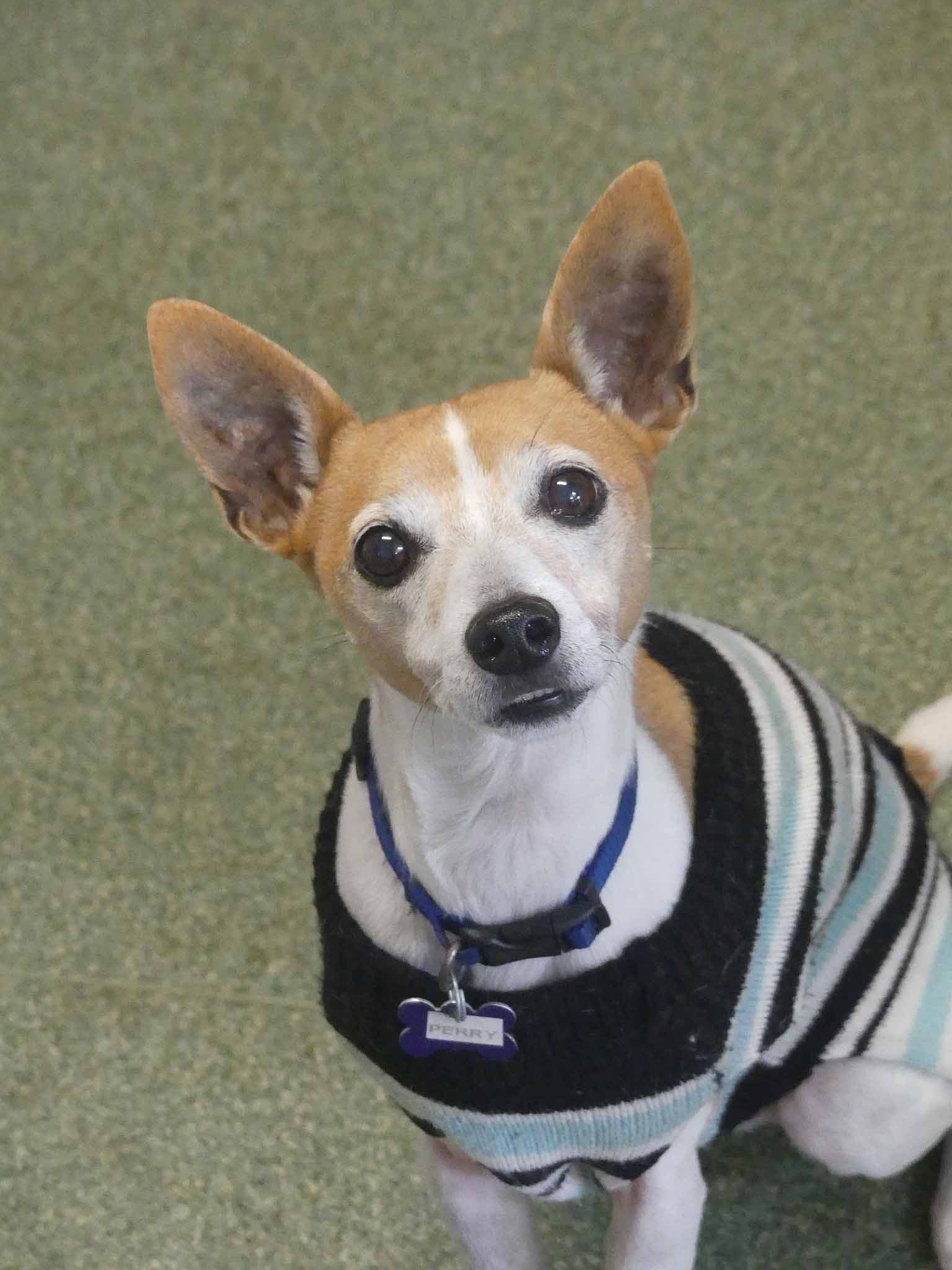 Perry - Miniature Fox Terrier X available for adoption in Sydney