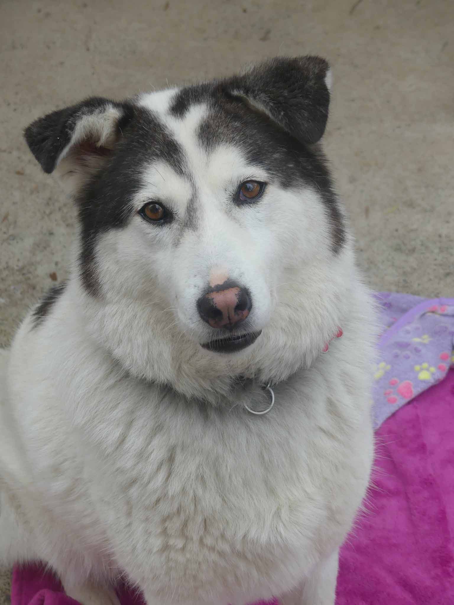 Ranger - Siberian Husky X available for adoption in Sydney