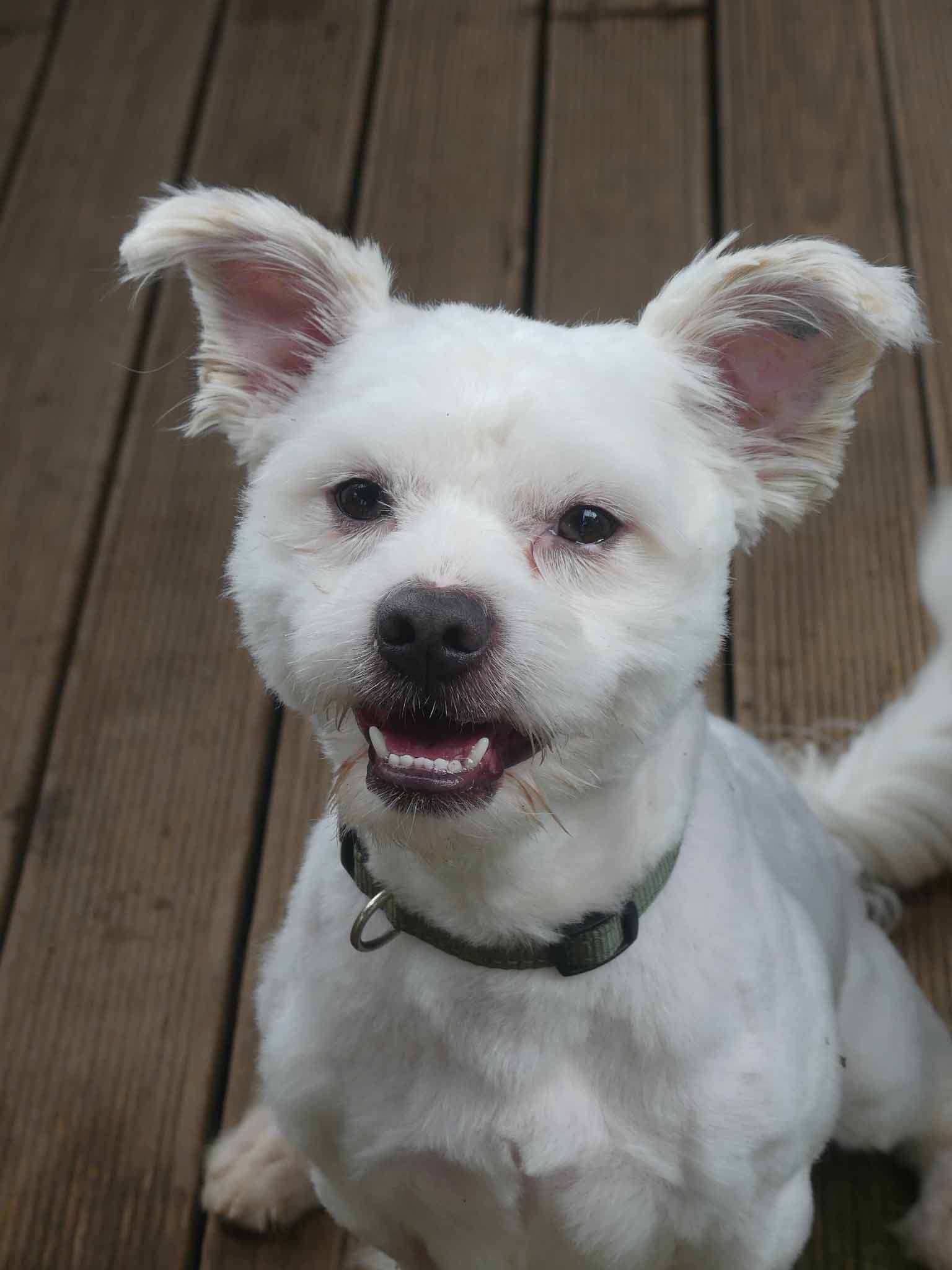 Snowy - Maltese X Pomeranian available for adoption at Monika's Doggie Rescue in Sydney
