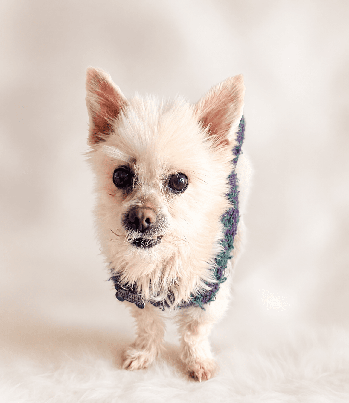Benji - Maltese X Shih Tzu available for adoption in Sydney