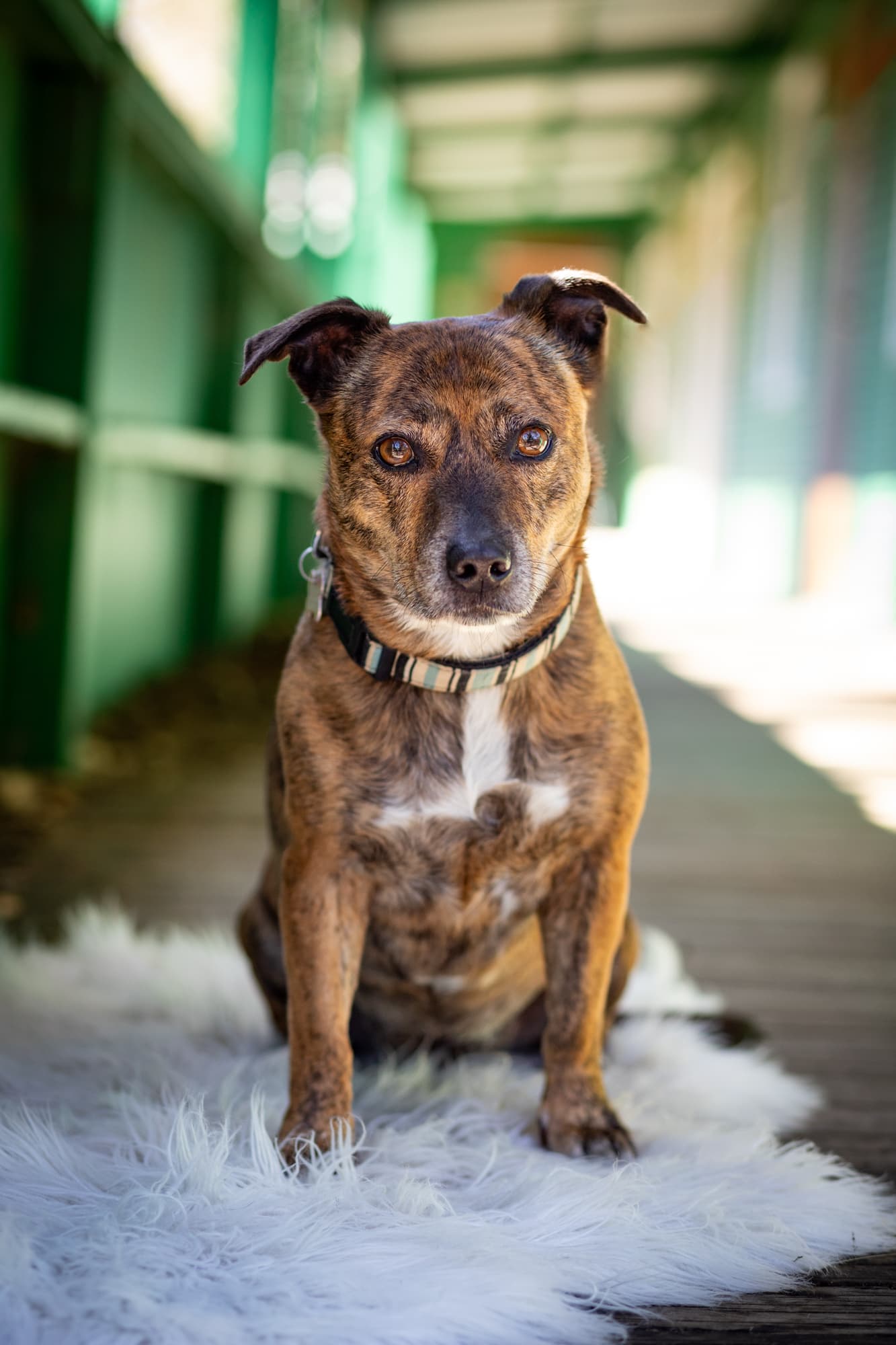 Lassie (Mrs Lasagne) - Jack Russell Terrier X Staffy available for adoption in Sydney