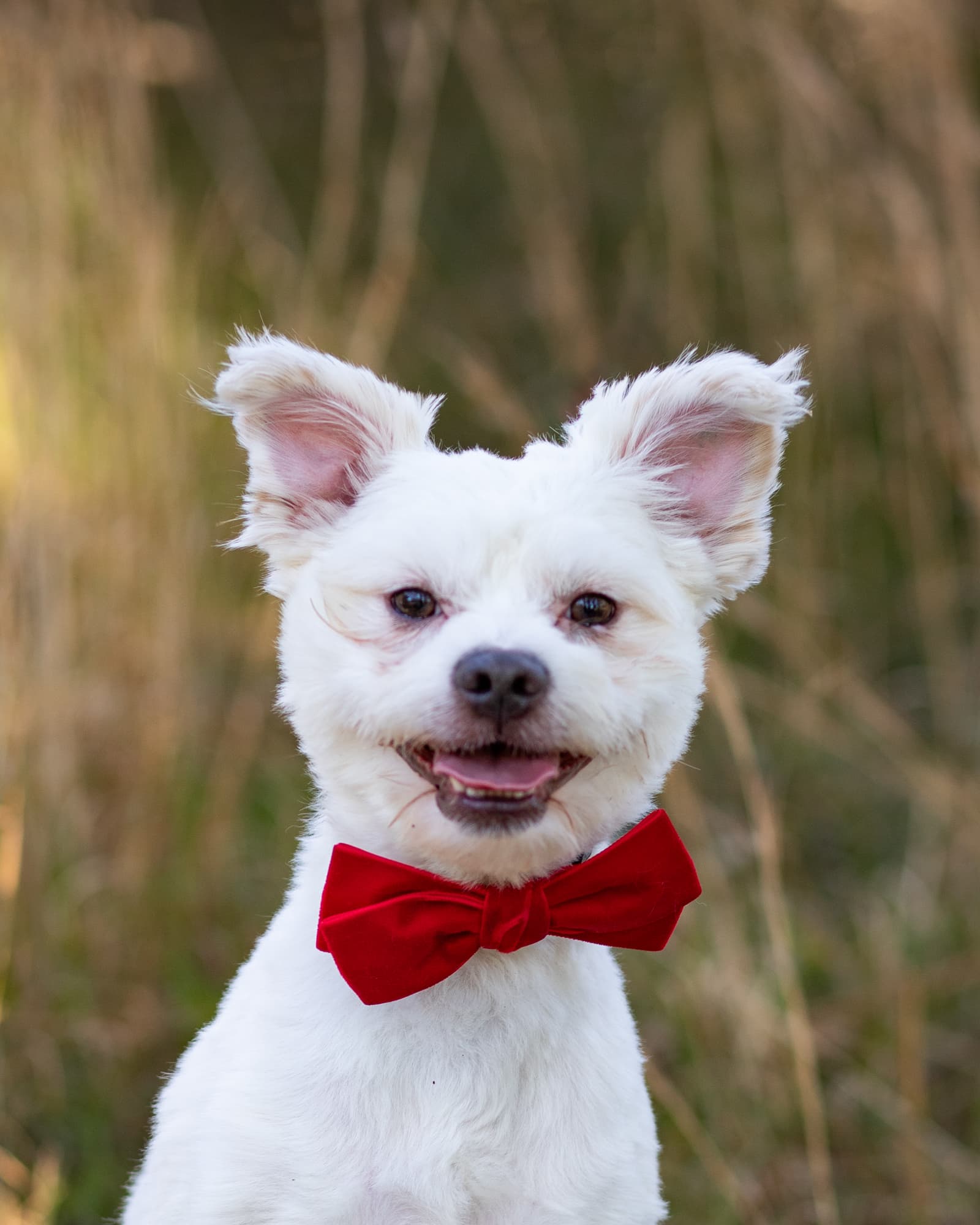 Snowy - Maltese X Pomeranian available for adoption in Sydney