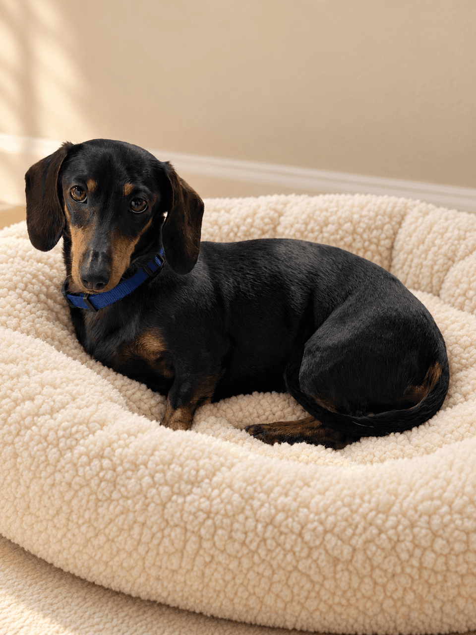 Sophie - Dachshund X available for adoption in Sydney