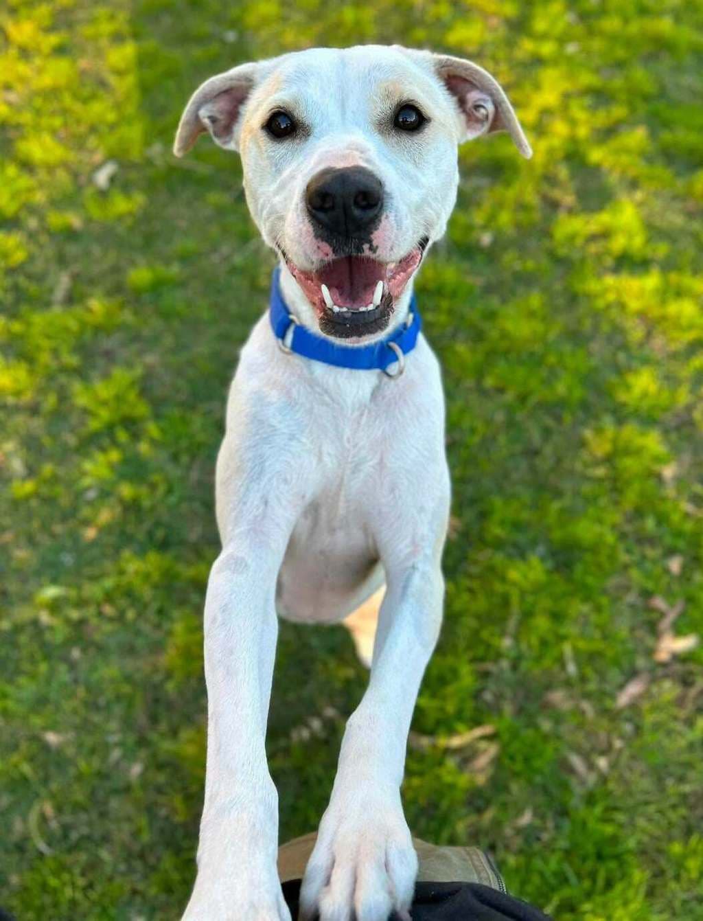 Azura - Medium Mixed Breed available for adoption in Perth