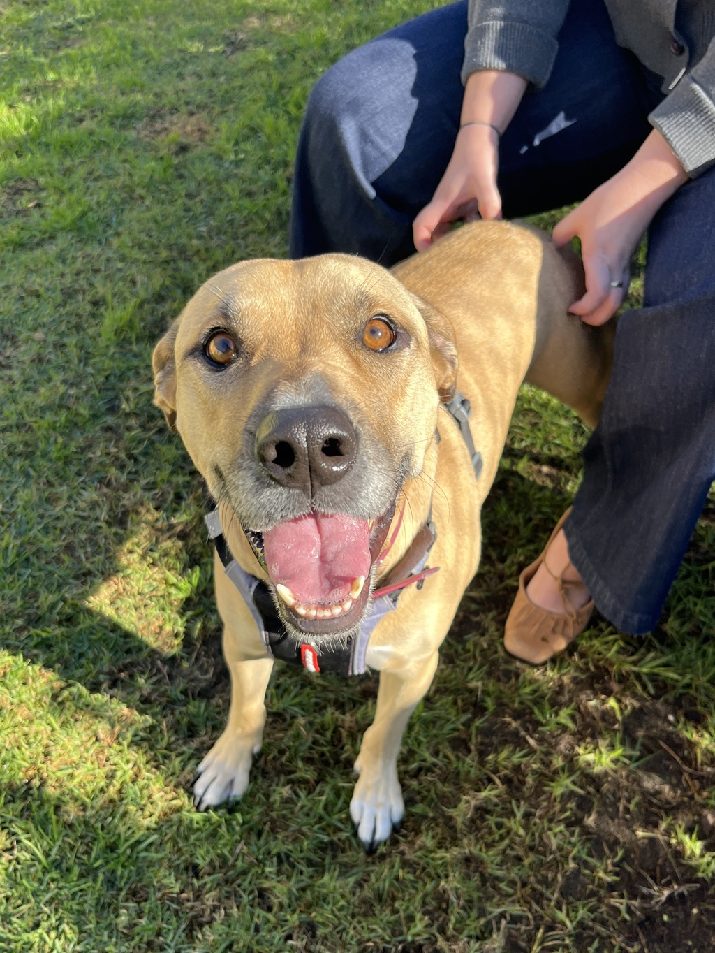 Baye - Medium Mixed Breed available for adoption in Perth