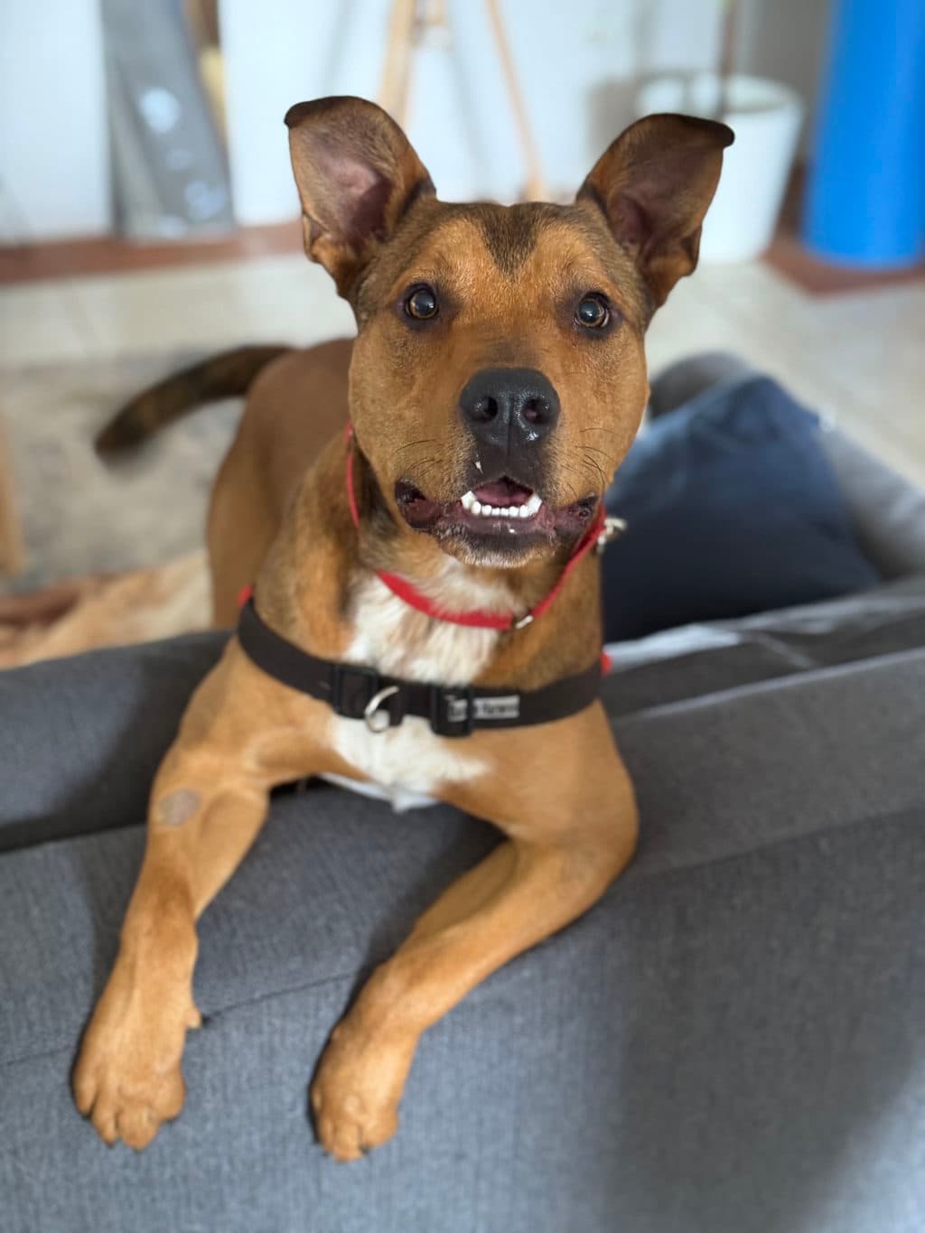 Bali - Medium Mixed Breed available for adoption in Perth