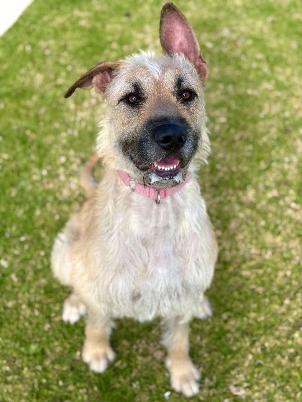 Bee - Irish Wolfhound available for adoption in Perth