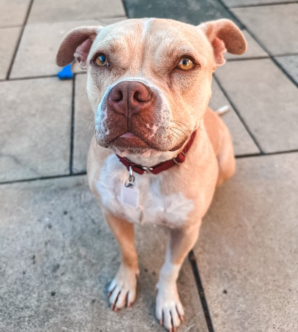 Bailey - American Staffordshire Bull Terrier available for adoption in Perth