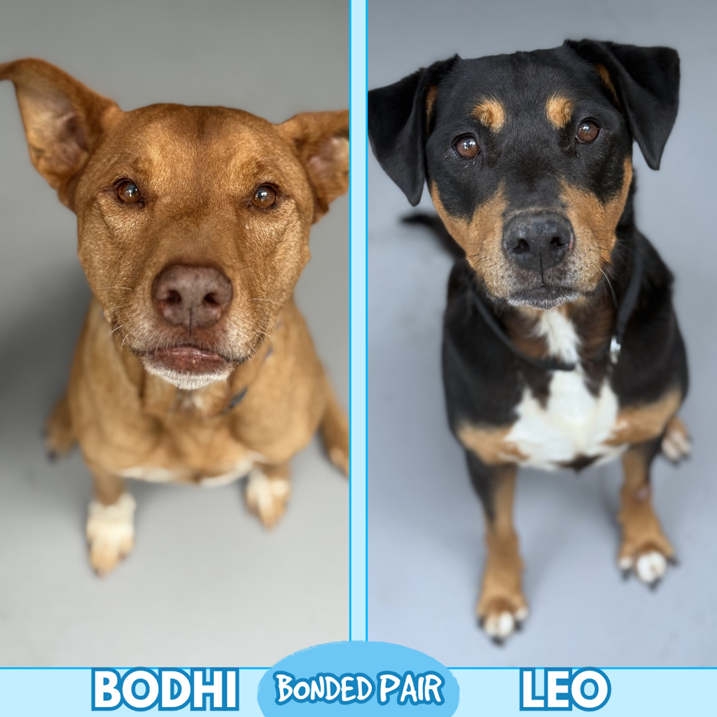 Bodhi - Staffy available for adoption in Perth