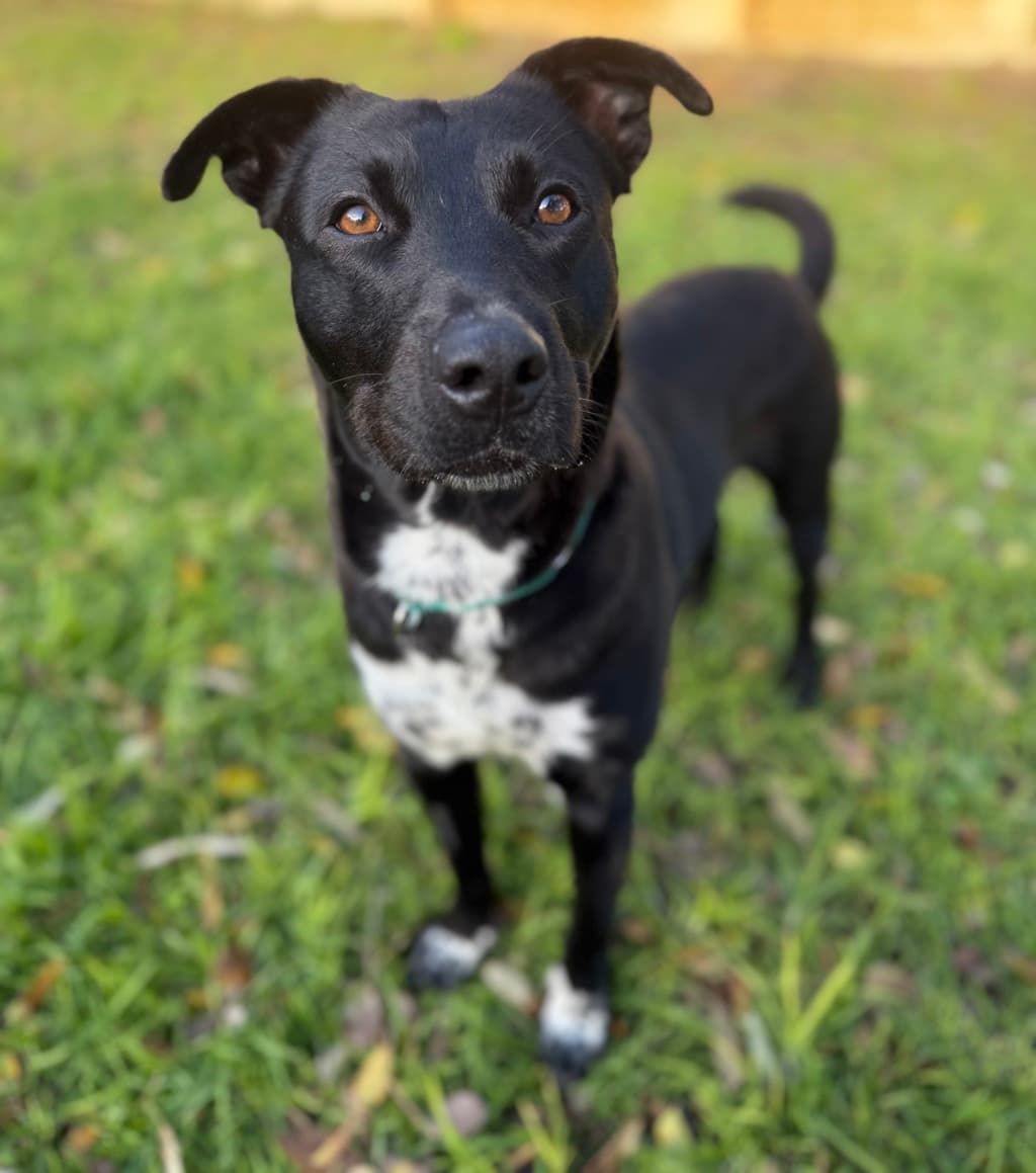 Adam - Medium Mixed Breed available for adoption in Perth