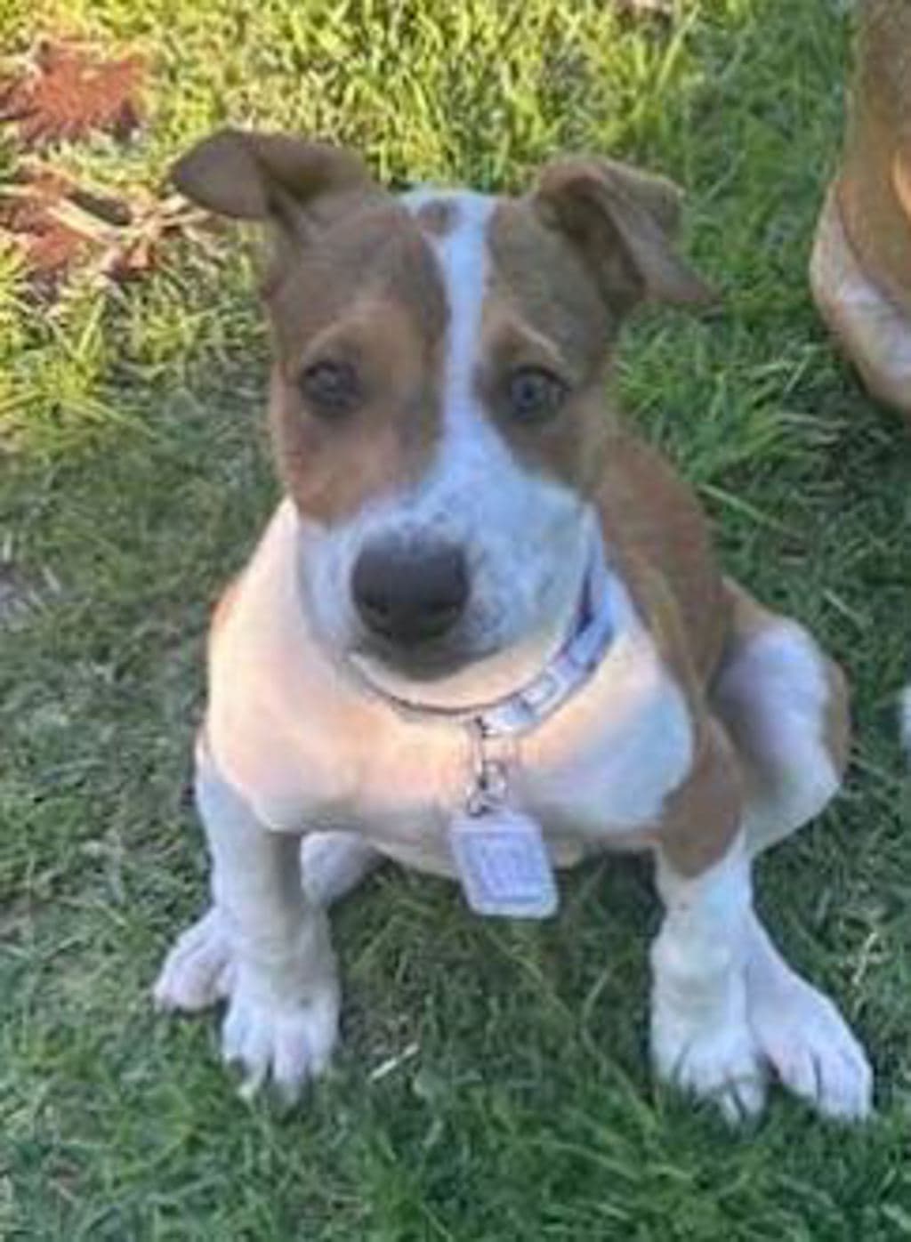 Biscuit - Medium Mixed Breed available for adoption in Perth