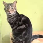 Peta - Domestic Shorthair available for adoption in Coffs Harbour