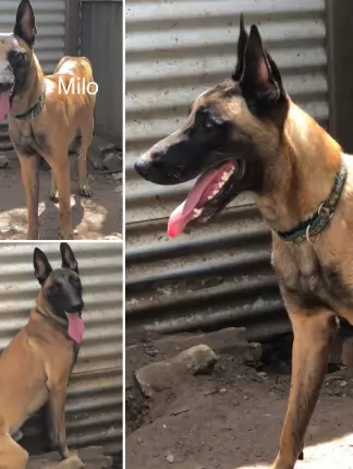 Milo - Belgian Shepherd Malinois available for adoption in Coffs Harbour