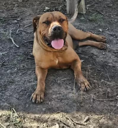 Daisy - South African Boerboel available for adoption in Coffs Harbour