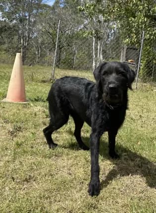 Audrey - Mixed Breed available for adoption in Coffs Harbour
