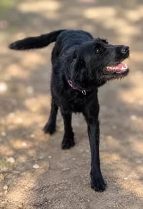 Audrey - Labrador x Poodle available for adoption in Coffs Harbour