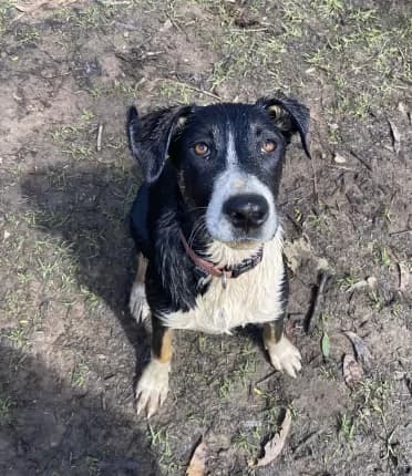 Barbie - Mixed Breed available for adoption in Coffs Harbour