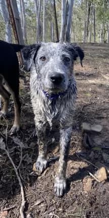 Barclay - Mixed Breed available for adoption in Coffs Harbour