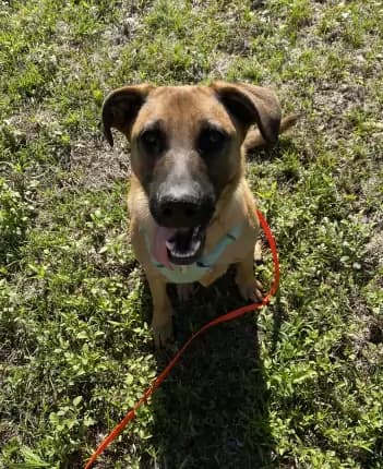 Benji - Belgian Shepherd Malinois cross available for adoption in Coffs Harbour