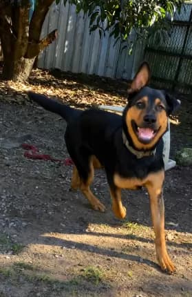 Bundee - Rottweiler x Shepherd available for adoption in Coffs Harbour