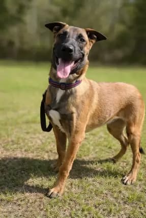 Bella - Belgian Shepherd Malinois available for adoption in Coffs Harbour