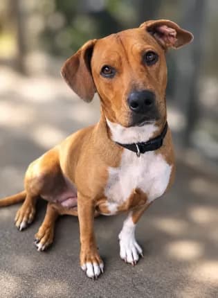 Cookie - Mixed Breed available for adoption in Coffs Harbour