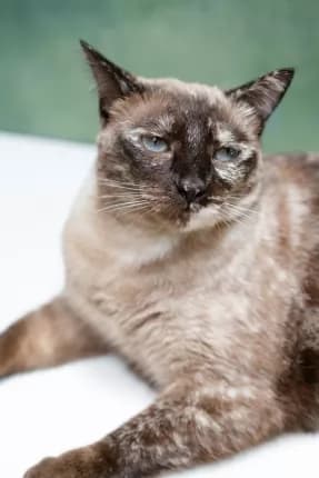 Solo - Oriental Shorthair cat available for adoption in Coffs Harbour