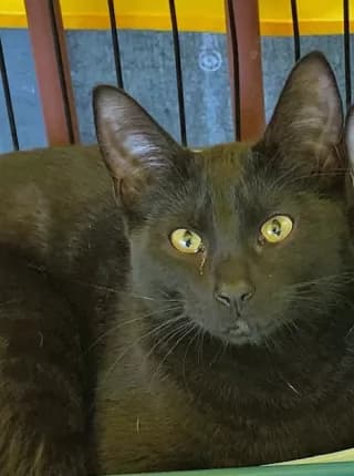 Hahn - DOMESTIC SHORT HAIR available for adoption in Coffs Harbour