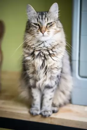 Naolin - Domestic Medium Hair cat available for adoption in Coffs Harbour