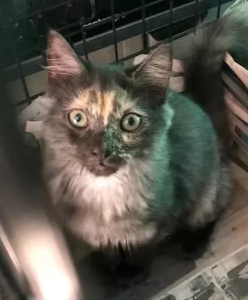 Kylo - Domestic Medium Hair cat available for adoption at Happy Paws Haven in Coffs Harbour