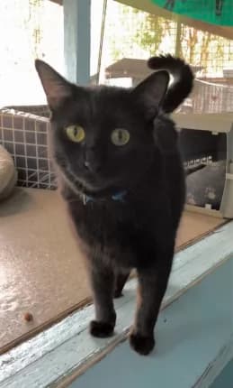 Slinky - Domestic Shorthair available for adoption in Coffs Harbour