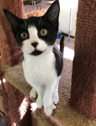 Billy-Mae - Domestic Shorthair available for adoption in Coffs Harbour