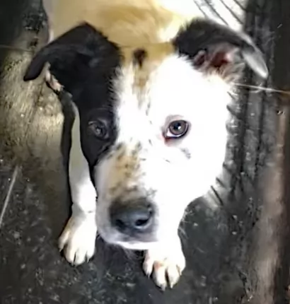 Barlee - Mixed Breed available for adoption in Coffs Harbour