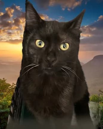 Jessica - Domestic Shorthair cat available for adoption at Happy Paws Haven in Coffs Harbour