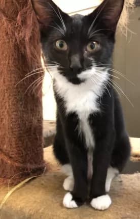 Billy-Jay - Domestic Shorthair cat available for adoption at Happy Paws Haven in Coffs Harbour