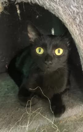 Pantha - Domestic Shorthair cat available for adoption at Happy Paws Haven in Coffs Harbour